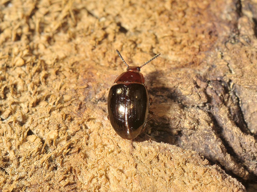 Scaphidema metallicum (Tenebrionidae)